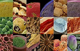 Как выглядят продукты под микроскопом