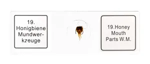 Набор микропрепаратов Bresser 25 шт., в кейсе, изображение 6