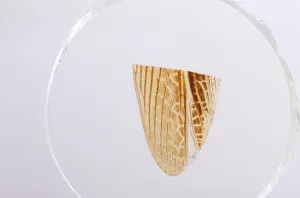 Набор микропрепаратов Konus 25: «Насекомые», изображение 8