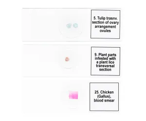 Набор микропрепаратов Levenhuk Discovery Prof DPS 25. «Биология, Птицы и др.», изображение 8