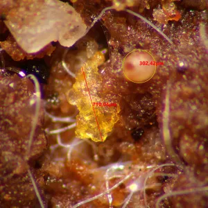 Микроскоп стереоскопический MAGUS Stereo A10, изображение 15