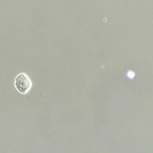 Фазово-контрастное устройство MAGUS SPH360 с набором объективов План ПолуАпохромат Plan S-Apo Ph 4х/10х/20х/40х/60х H60 мм, изображение 16