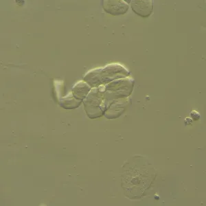 Устройство MAGUS HCM360 для работы методом контраста Хоффмана с набором объективов, изображение 13